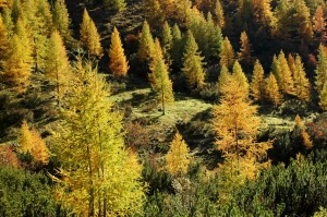 Herbstleuchten