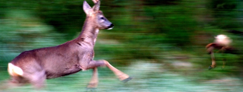 Wildwechsel