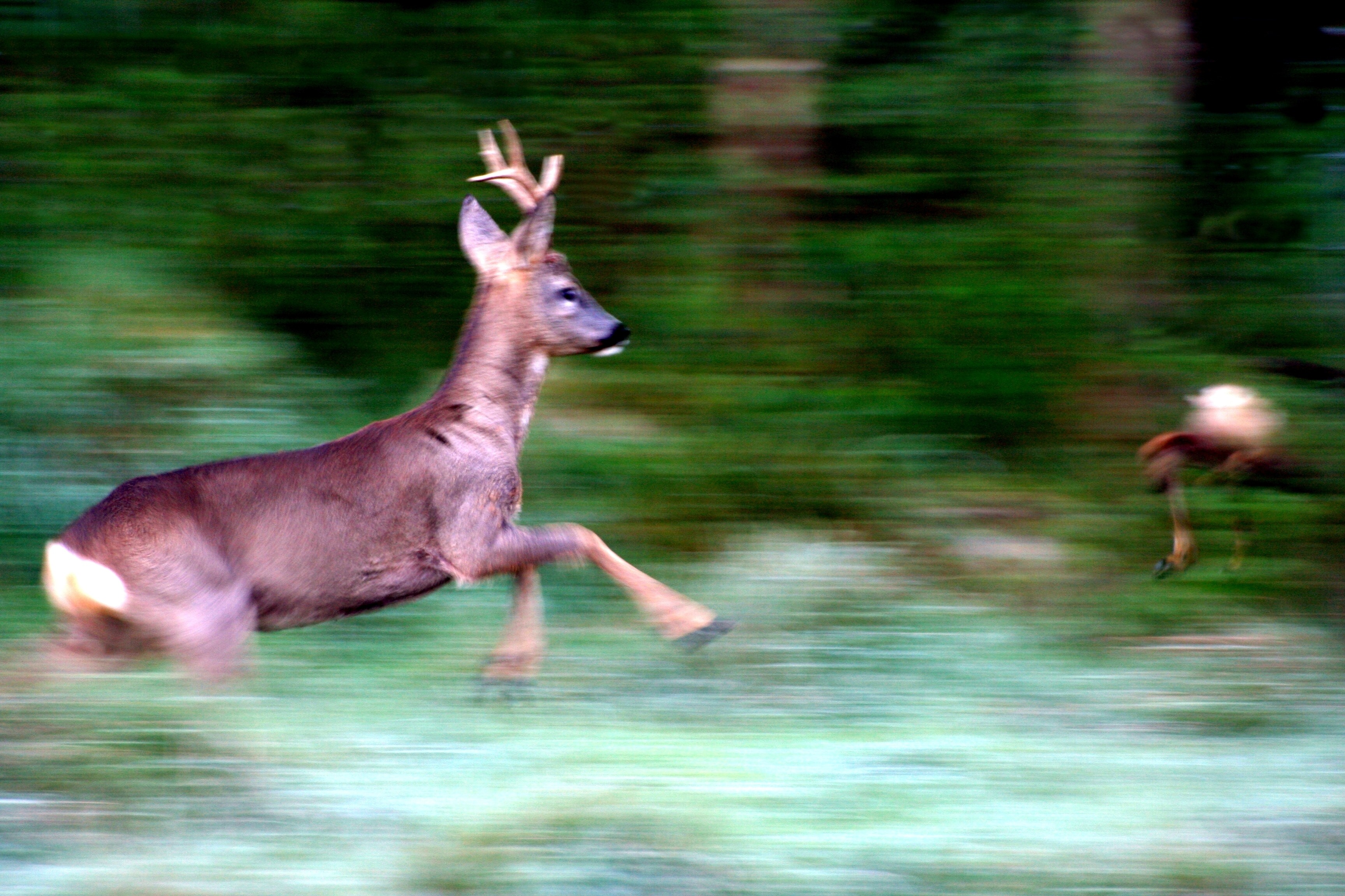 Achtung Wildwechsel - Gefahr für Wildtiere und Autofahrer