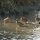 Enten