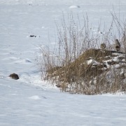 Winterfütterung Rebhühner