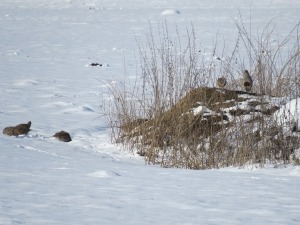 Winterfütterung Rebhühner