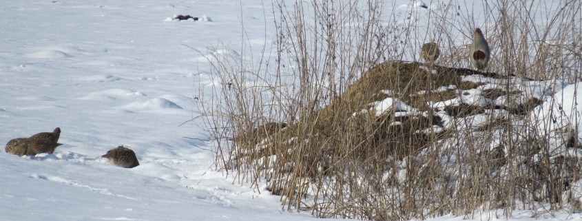 Winterfütterung Rebhühner