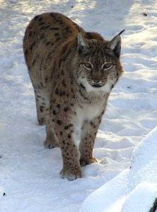 Luchs im Schnee_J Thurner