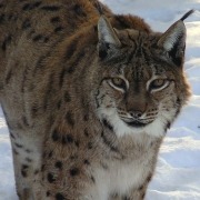 Luchs im Schnee