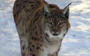 Luchs im Schnee