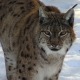 Luchs im Schnee