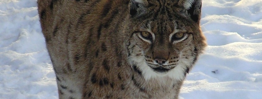 Luchs im Schnee