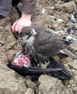 Krähenbeize_Falke mit Krähe