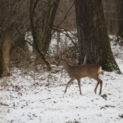 Wildtiere im Schnee