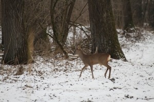 Wildtiere im Schnee