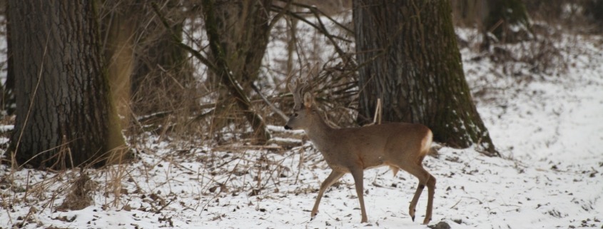 Wildtiere im Schnee