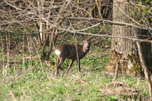 Verbiss an Jungpflanzen durch Rehe