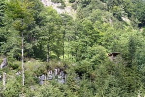 wald
