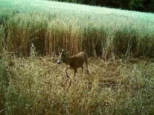 Reh im Feld