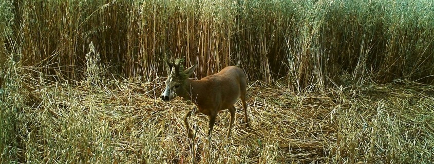 Reh im Feld