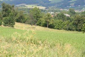 Sommerlandschaft