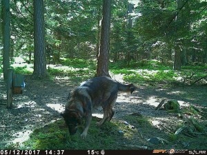 Hunde im Wald