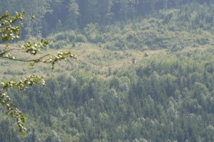 Bergaussicht Wald