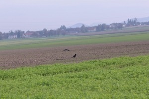 Niedewild Rabenkrähen