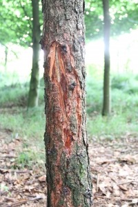 Schlagschaden Verbiss im Garten