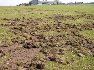 Wiesenschaden Bauernhof durch Wildschweine