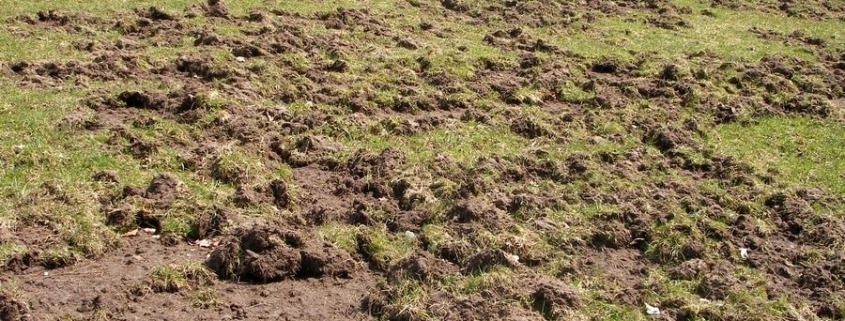 Wiesenschaden Bauernhof durch Wildschweine