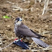 Falke auf Federspiel_H. Pendl