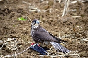 Falke auf Federspiel_H. Pendl