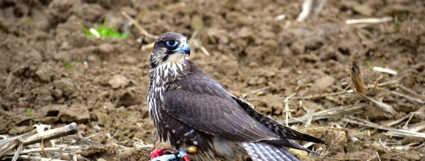 Falke auf Federspiel_H. Pendl