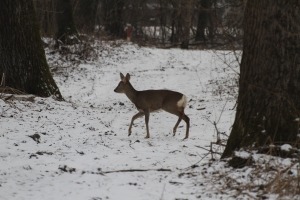 Hege Archive Fragen Zur Jagd