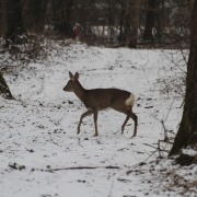 Winterreh_Ch. Böck