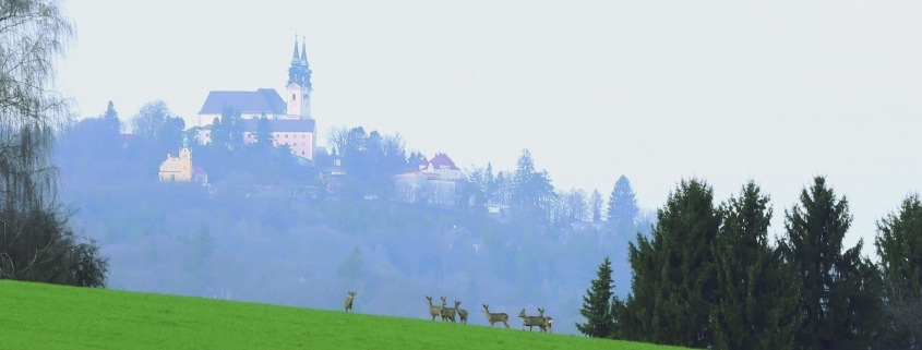 Rehsprung Pöstlingberg_L.Schmid