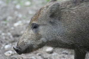 Wildschwein Seitenansicht_Böck