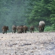 Wildschweine_Böck