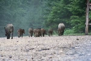 Wildschweine_Böck