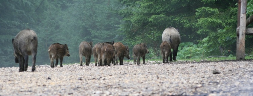 Wildschweine_Böck