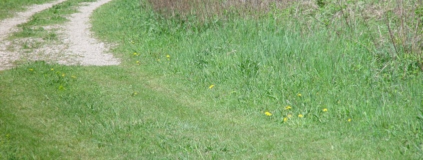 Feldweg_Nachhaltige Jagd_Ch.Böck