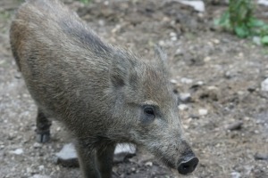 Wildschweine_Blog