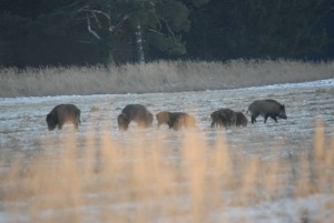 Wildschweinrotte_F. Fritsch