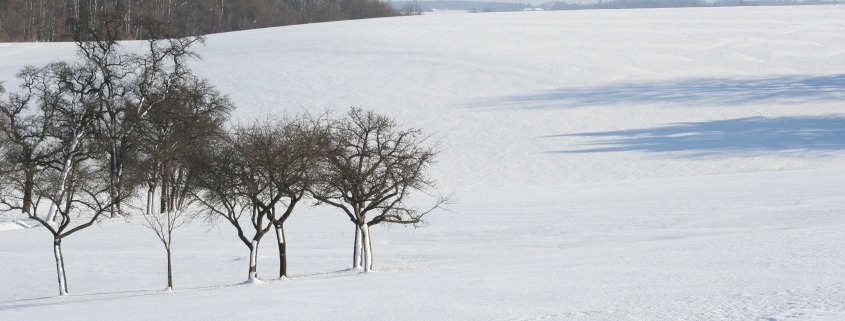 Winterlandschaft mit Bäumen