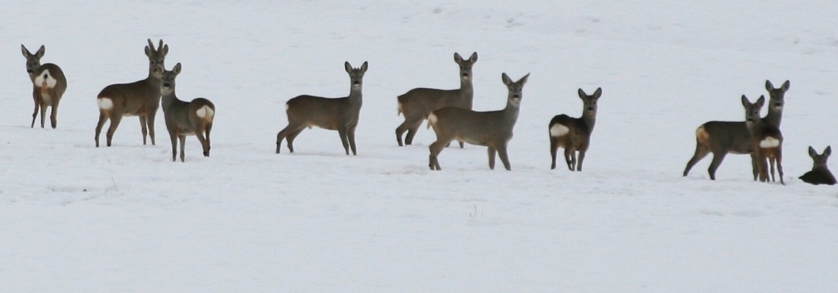 Rehsprung im Winter