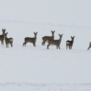 Rehsprung im Winter