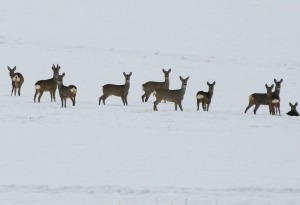 Rehsprung im Winter