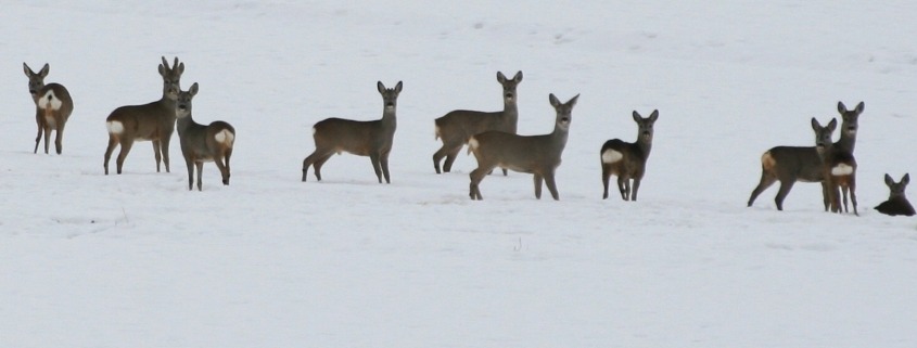 Rehsprung im Winter