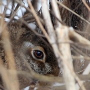 Feldhase im Winterversteck