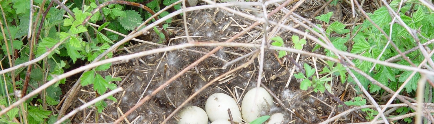 Entengelege Frühlingserwachen