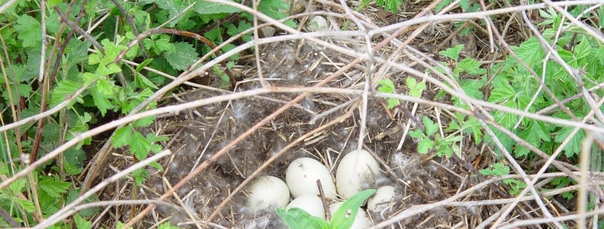 Entengelege Frühlingserwachen