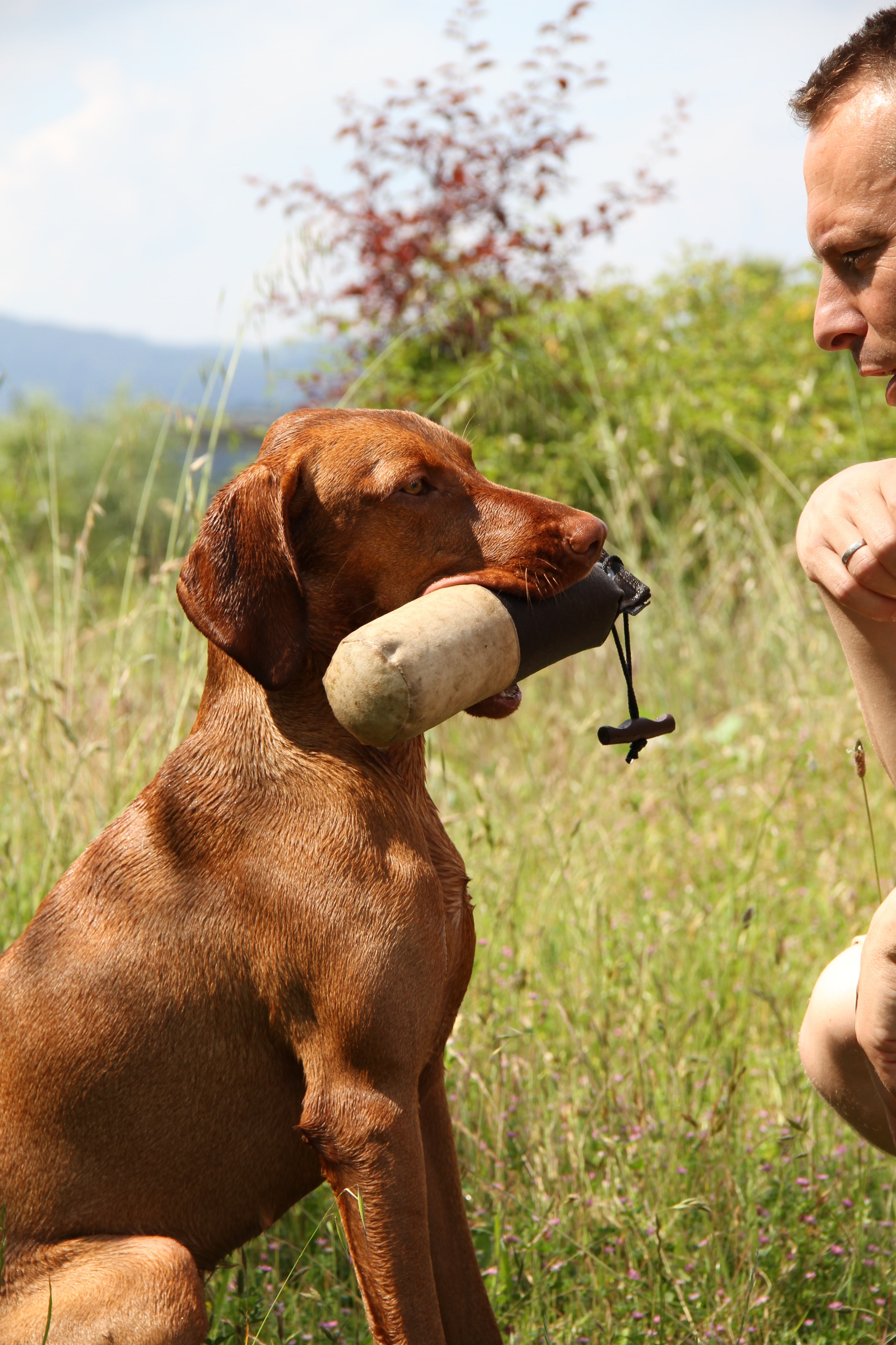 fragen sachkundenachweis hund