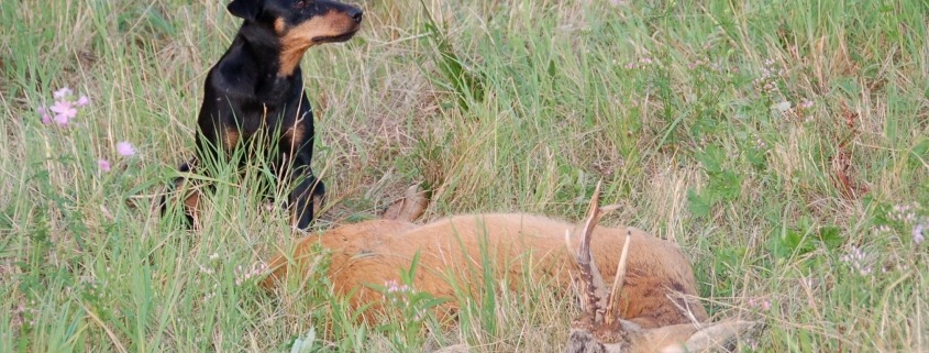 Jagdhunde Blogbeitrag